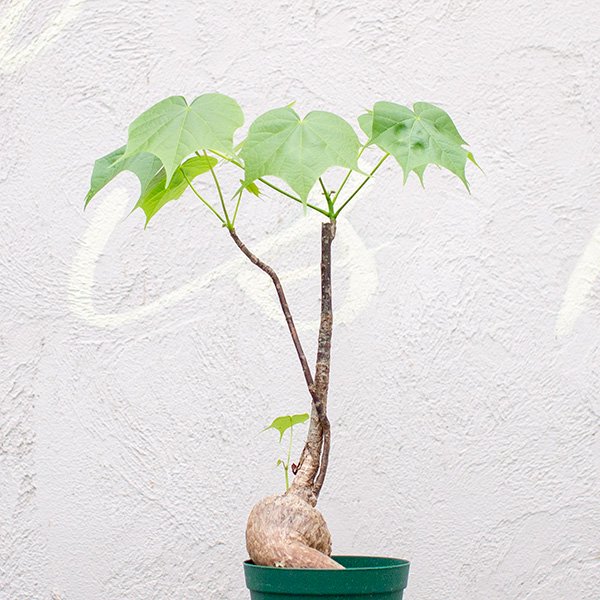 フィルミアナ コロラータの通信販売・ネットショップ｜観葉植物・多肉植物、塊根植物の通販・ネットショップの『the Farm UNIVERSAL  ONLINE STORE』