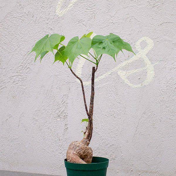 フィルミアナ コロラータの通信販売・ネットショップ｜観葉植物・多肉植物、塊根植物の通販・ネットショップの『the Farm UNIVERSAL  ONLINE STORE』