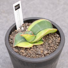 珍奇植物 / ビザールプランツの通信販売・ネットショップ｜観葉植物・多肉植物、塊根植物の通販・ネットショップの『the Farm UNIVERSAL  ONLINE STORE』