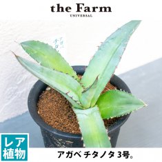 テフロカクタス サブテラネアの通信販売・ネットショップ｜観葉植物・多肉植物、塊根植物の通販・ネットショップの『the Farm UNIVERSAL  ONLINE STORE』