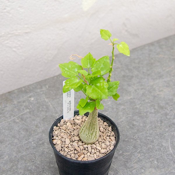 ジゴシキオス トリパルチタス 鉢込み - 植物/観葉植物