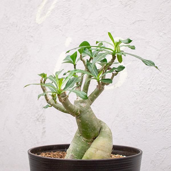 アデニウム ハイブリッドの通信販売 ネットショップ 観葉植物 多肉植物 塊根植物の通販 ネットショップの The Farm Universal Online Store アデニウム ハイブリッドの通信販売 ネットショップ 観葉植物 多肉植物 塊根植物の通販 ネットショップの The Farm Universal Online Store