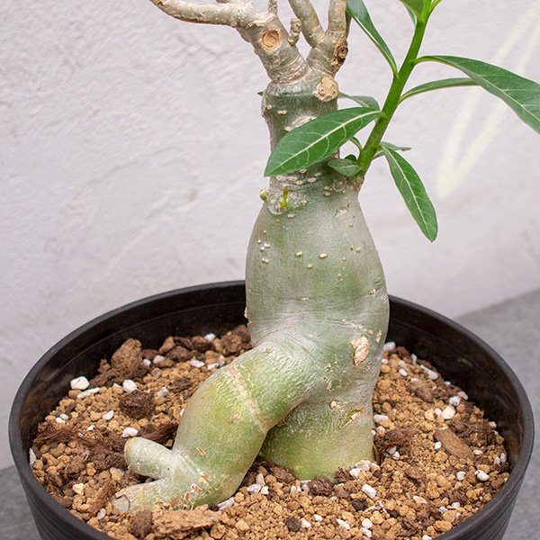 人気 観葉植物 アデニウム・アラビカム 巻葉タイプ 美株 - 植物/観葉植物