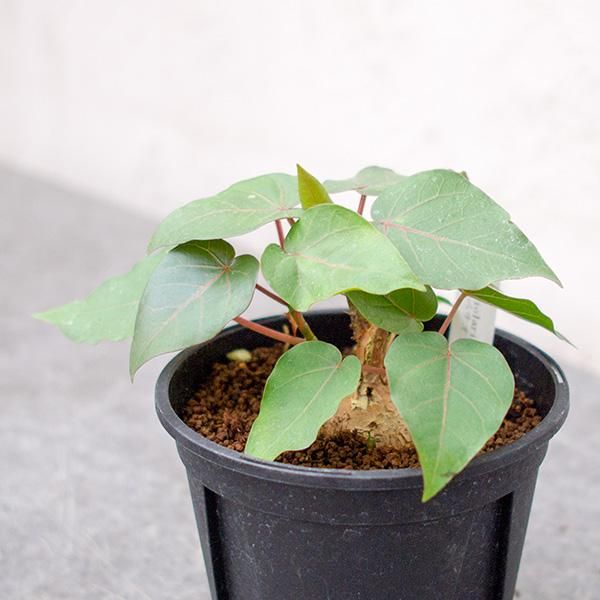 フィクス ペティオラリス 3号 観葉植物 多肉植物 塊根植物の通販 ネットショップ The Farm Universal Online Store フィクス ペティオラリス 3号 観葉植物 多肉植物 塊根植物の通販 ネットショップ The Farm Universal Online Store