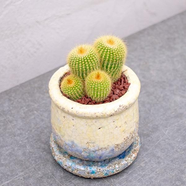 金晃丸 3号 観葉植物 多肉植物 塊根植物の通販 ネットショップ The Farm Universal Online Store 金晃丸 3号 観葉植物 多肉植物 塊根植物の通販 ネットショップ The Farm Universal Online Store