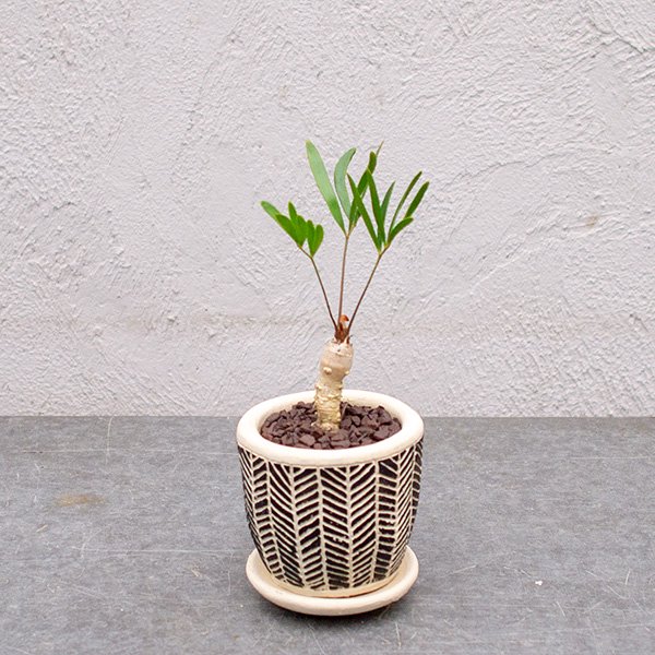 ザミア フロリダーナ【現品】☆希少☆観葉植物 - その他