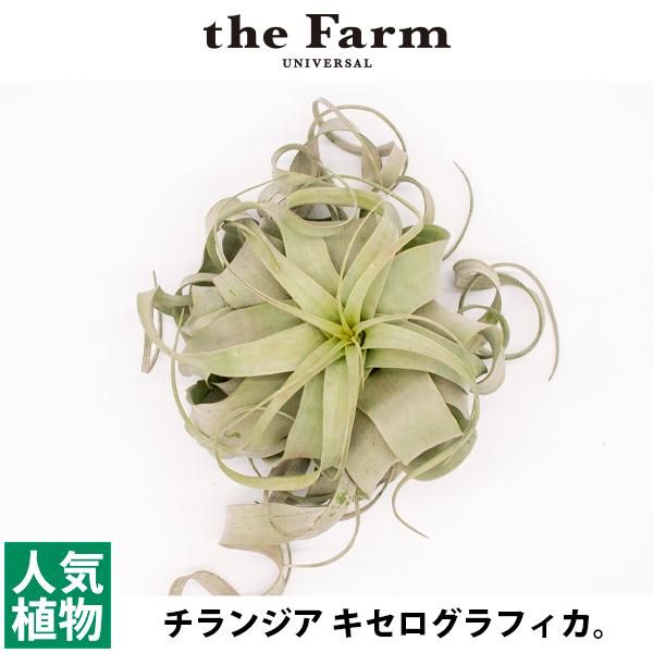 人気のチランジア キセログラフィカなどのエアープランツを通信販売 国内最大級のガーデンセンター The Farm Universal から人気の観葉植物 希少な塊根植物 珍しい多肉植物をお届けします