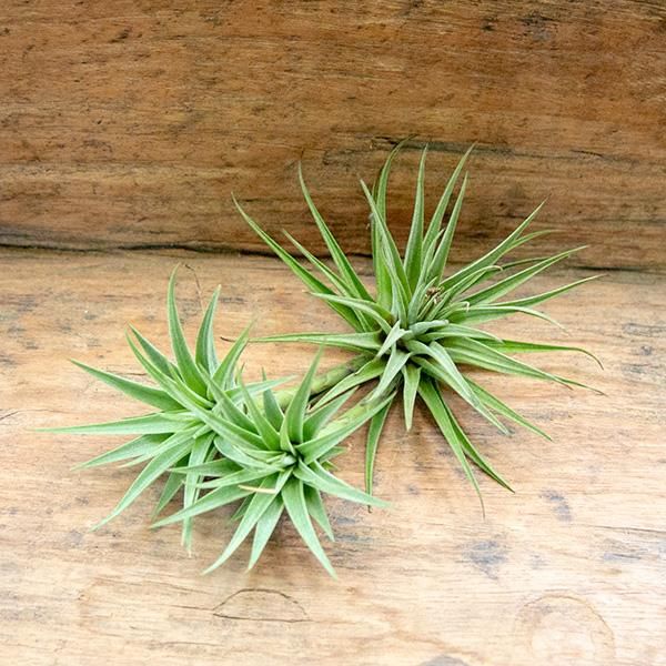 チランジア フリーセア エスピノーサエ クランプ 観葉植物 多肉植物 塊根植物の通販 ネットショップ The Farm Universal Online Store チランジア フリーセア エスピノーサエ クランプ 観葉植物 多肉植物 塊根植物の通販 ネットショップ The Farm Universal Online Store