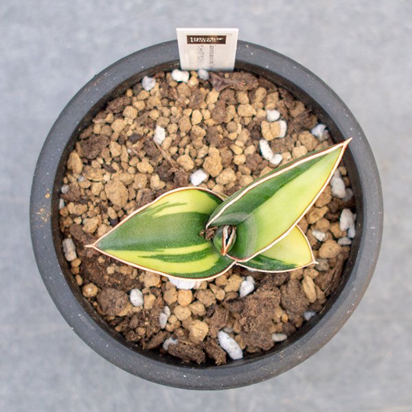 サンスベリア サムライドワーフ 斑入り 3号 - 観葉植物・多肉植物