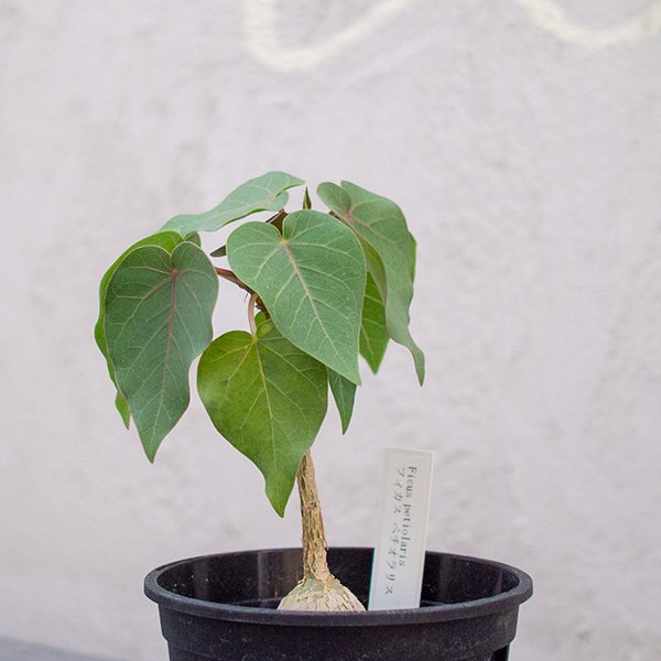 フィクス ペティオラリス 3号 - 観葉植物・多肉植物・塊根植物の通販 ...