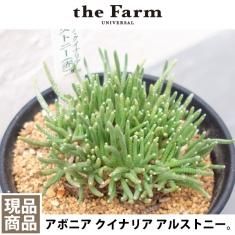 珍奇植物 / ビザールプランツの通信販売・ネットショップ｜観葉