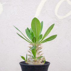 珍奇植物 / ビザールプランツの通信販売・ネットショップ｜観葉植物・多肉植物、塊根植物の通販・ネットショップの『the Farm UNIVERSAL  ONLINE STORE』