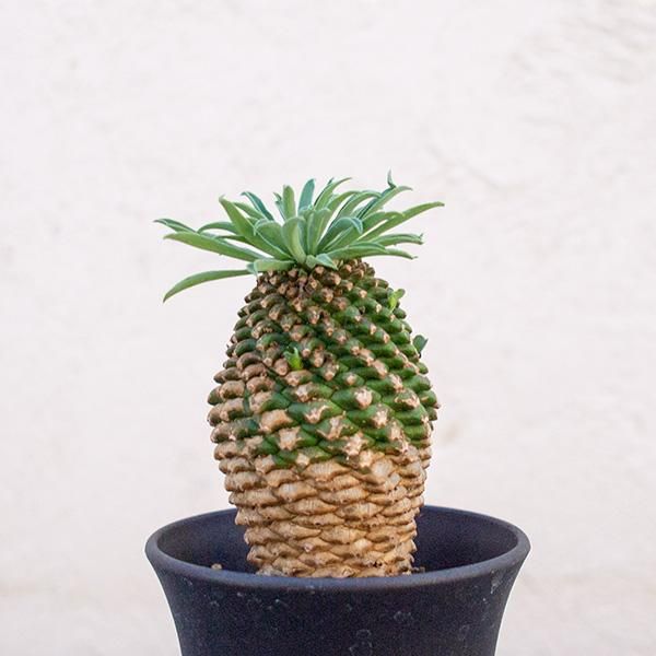 人気のユーフォルビア 蘇鉄キリンなどの多肉植物を通信販売 国内最大級のガーデンセンター The Farm Universal から人気の観葉植物 希少な塊根植物 珍しい多肉植物をお届けします 人気のユーフォルビア 蘇鉄キリンなどの多肉植物を通信販売 国内最大級のガーデンセンター The Farm Universal から人気の観葉植物 希少な塊根植物 珍しい多肉植物をお届けします
