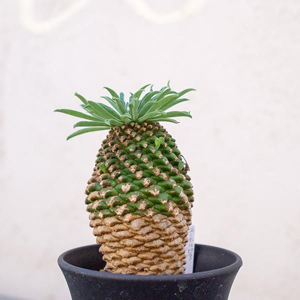 人気のユーフォルビア 蘇鉄キリンなどの多肉植物を通信販売 国内最大級のガーデンセンター The Farm Universal から人気の観葉植物 希少な塊根植物 珍しい多肉植物をお届けします 人気のユーフォルビア 蘇鉄キリンなどの多肉植物を通信販売 国内最大級のガーデンセンター The Farm Universal から人気の観葉植物 希少な塊根植物 珍しい多肉植物をお届けします