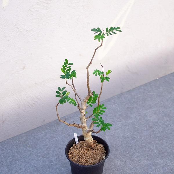 センナ メリディオナリスの通信販売 ネットショップ 観葉植物 多肉植物 塊根植物の通販 ネットショップの The Farm Universal Online Store センナ メリディオナリスの通信販売 ネットショップ 観葉植物 多肉植物 塊根植物の通販 ネットショップの The Farm Universal Online Store