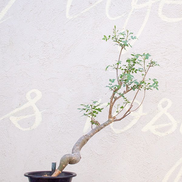 ブルセラ ファガロイデス 5号 - 観葉植物・多肉植物・塊根植物の通販