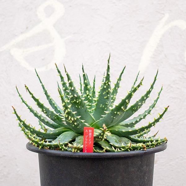アロエ プラテンシスの通信販売 ネットショップ 観葉植物 多肉植物 塊根植物の通販 ネットショップの The Farm Universal Online Store アロエ プラテンシスの通信販売 ネットショップ 観葉植物 多肉植物 塊根植物の通販 ネットショップの The Farm Universal Online Store