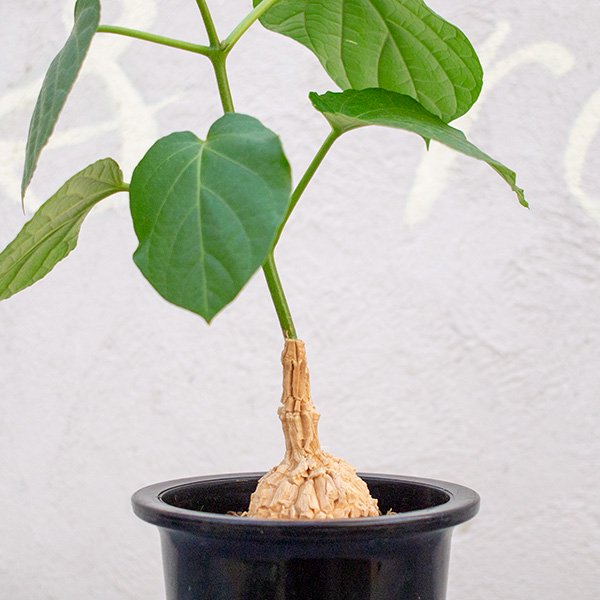 マテレア シクロフィラ 4号 - 観葉植物・多肉植物・塊根植物の通販 