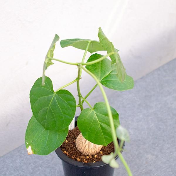 マテレア シクロフィラ 4号 - 観葉植物・多肉植物・塊根植物の通販 
