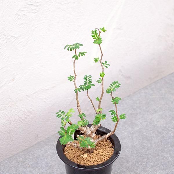 センナ メリディオナリスの通信販売 ネットショップ 観葉植物 多肉植物 塊根植物の通販 ネットショップの The Farm Universal Online Store センナ メリディオナリスの通信販売 ネットショップ 観葉植物 多肉植物 塊根植物の通販 ネットショップの The Farm Universal Online Store