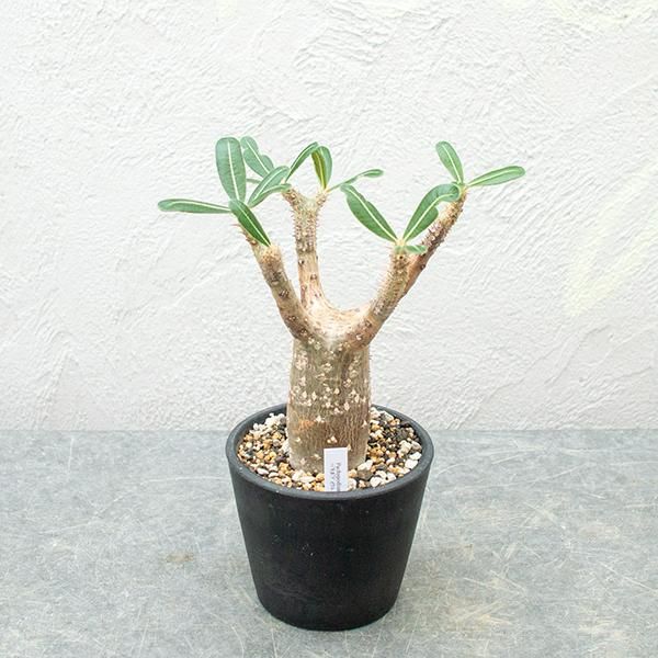 パキポディウム グラキリスの通信販売 ネットショップ 観葉植物 多肉植物 塊根植物の通販 ネットショップの The Farm Universal Online Store パキポディウム グラキリスの通信販売 ネットショップ 観葉植物 多肉植物 塊根植物の通販 ネットショップの The Farm Universal Online Store
