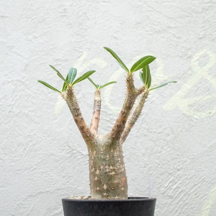 パキポディウム グラキリスの通信販売 ネットショップ 観葉植物 多肉植物 塊根植物の通販 ネットショップの The Farm Universal Online Store パキポディウム グラキリスの通信販売 ネットショップ 観葉植物 多肉植物 塊根植物の通販 ネットショップの The Farm Universal Online Store