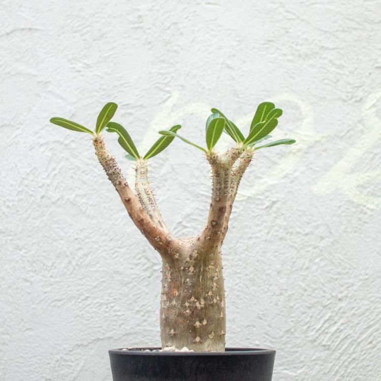 パキポディウム グラキリスの通信販売 ネットショップ 観葉植物 多肉植物 塊根植物の通販 ネットショップの The Farm Universal Online Store パキポディウム グラキリスの通信販売 ネットショップ 観葉植物 多肉植物 塊根植物の通販 ネットショップの The Farm Universal Online Store