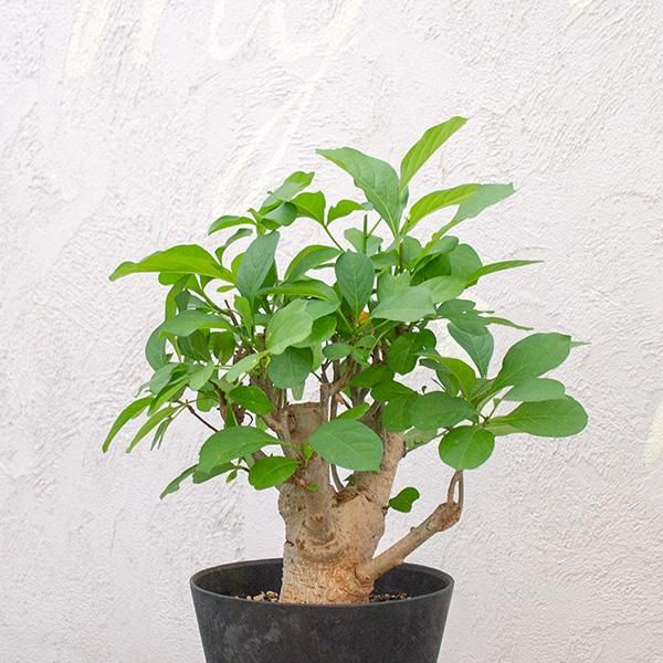 人気のバオバブ アダンソニア ディギタータなどの観葉植物を通信販売 国内最大級のガーデンセンター The Farm Universal から人気の観葉植物 希少な塊根植物 珍しい多肉植物をお届けします 人気のバオバブ アダンソニア ディギタータなどの観葉植物を通信販売 国内最大級のガーデンセンター The Farm Universal から人気の観葉植物 希少な塊根植物 珍しい多肉植物をお届けします
