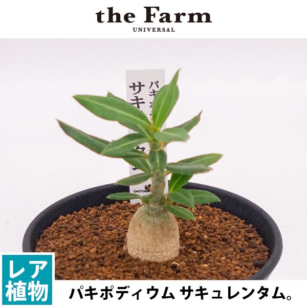 パキポディウム サキュレンタムの通信販売・ネットショップ｜観葉植物