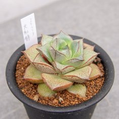 レアな多肉植物の通信販売・ネットショップ｜観葉植物・多肉植物、塊根植物の通販・ネットショップの『the Farm UNIVERSAL ONLINE  STORE』