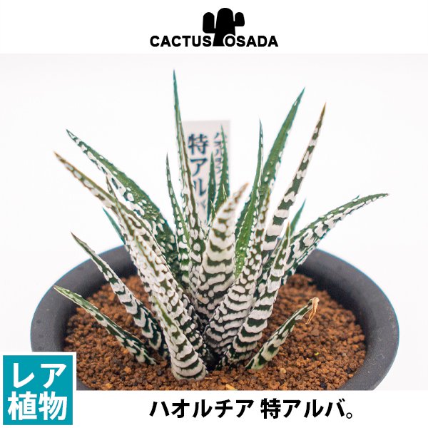 ハオルチア 特アルバの通信販売・ネットショップ｜観葉植物・多肉植物