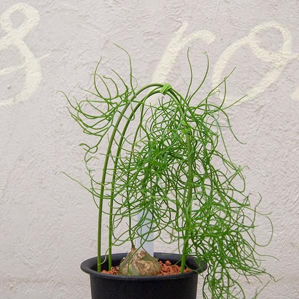 蒼角殿 ソウカクデン 3 5号 観葉植物 多肉植物 塊根植物の通販 ネットショップ The Farm Universal Online Store 蒼角殿 ソウカクデン 3 5号 観葉植物 多肉植物 塊根植物の通販 ネットショップ The Farm Universal Online Store