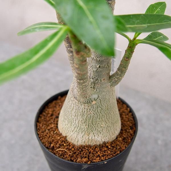 アデニウム アラビカムの通信販売 ネットショップ 観葉植物 多肉植物 塊根植物の通販 ネットショップの The Farm Universal Online Store アデニウム アラビカムの通信販売 ネットショップ 観葉植物 多肉植物 塊根植物の通販 ネットショップの The Farm Universal Online Store