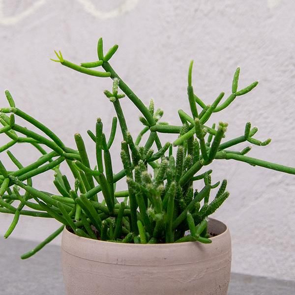 リプサリス ヘテロクラダの通信販売 ネットショップ 観葉植物 多肉植物 塊根植物の通販 ネットショップの The Farm Universal Online Store