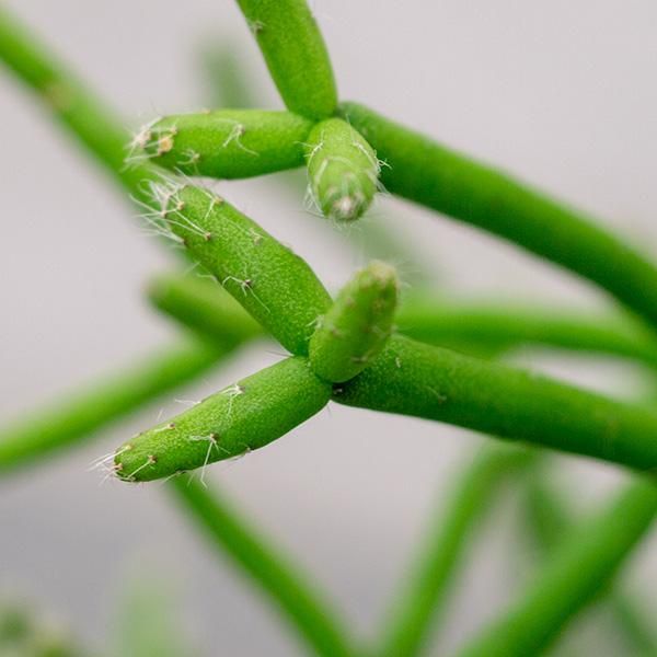 リプサリス ヘテロクラダの通信販売 ネットショップ 観葉植物 多肉植物 塊根植物の通販 ネットショップの The Farm Universal Online Store