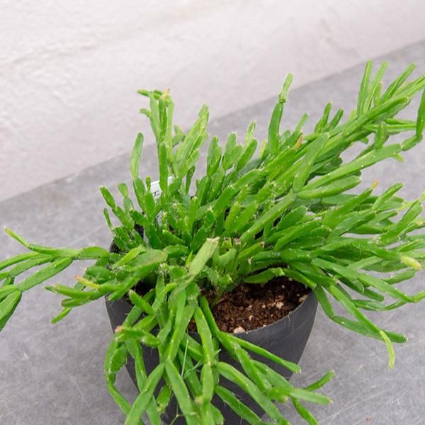 リプサリス エワルディアの通信販売 ネットショップ 観葉植物 多肉植物 塊根植物の通販 ネットショップの The Farm Universal Online Store リプサリス エワルディアの通信販売 ネットショップ 観葉植物 多肉植物 塊根植物の通販 ネットショップの The Farm Universal Online Store