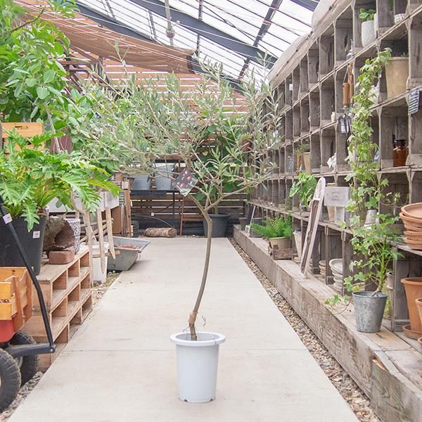 創樹のオリーブの通信販売 ネットショップ 観葉植物 多肉植物 塊根植物の通販 ネットショップの The Farm Universal Online Store 創樹のオリーブの通信販売 ネットショップ 観葉植物 多肉植物 塊根植物の通販 ネットショップの The Farm Universal Online Store