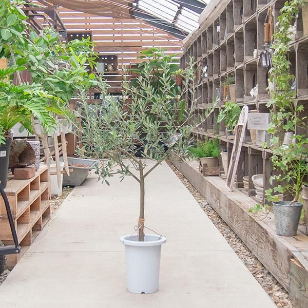 創樹のオリーブの通信販売 ネットショップ 観葉植物 多肉植物 塊根植物の通販 ネットショップの The Farm Universal Online Store 創樹のオリーブの通信販売 ネットショップ 観葉植物 多肉植物 塊根植物の通販 ネットショップの The Farm Universal Online Store