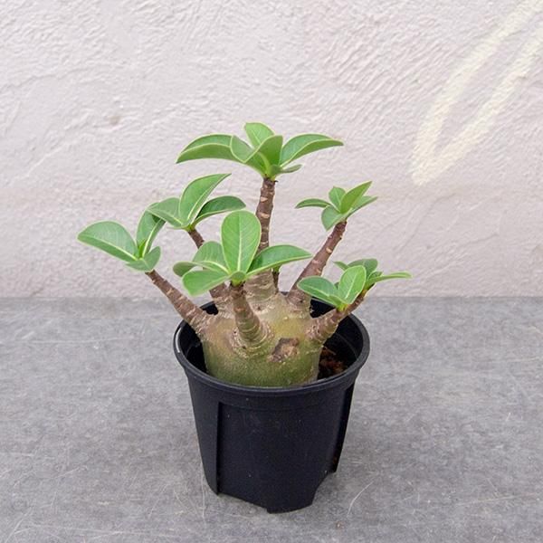 アデニウム アラビカム スーパードワーフの通信販売 ネットショップ 観葉植物 多肉植物 塊根植物の通販 ネットショップの The Farm Universal Online Store アデニウム アラビカム スーパードワーフの通信販売 ネットショップ 観葉植物 多肉植物 塊根植物の通販 ネットショップの The Farm Universal Online Store