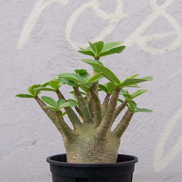 アデニウム アラビカム スーパードワーフの通信販売 ネットショップ 観葉植物 多肉植物 塊根植物の通販 ネットショップの The Farm Universal Online Store アデニウム アラビカム スーパードワーフの通信販売 ネットショップ 観葉植物 多肉植物 塊根植物の通販 ネットショップの The Farm Universal Online Store