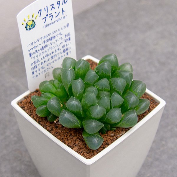 ハオルチア 青水晶の通信販売・ネットショップ｜観葉植物・多肉植物