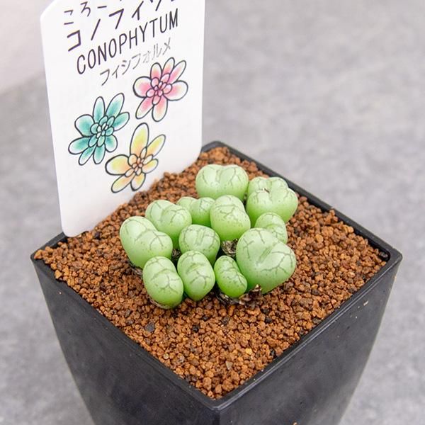 レア❗️多肉植物 コノフィツム フィシフォルメ(白花) - 植物/観葉植物