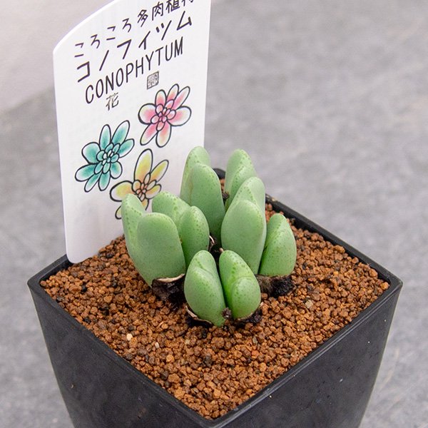 コノフィツム 花園の通信販売・ネットショップ｜観葉植物・多肉植物