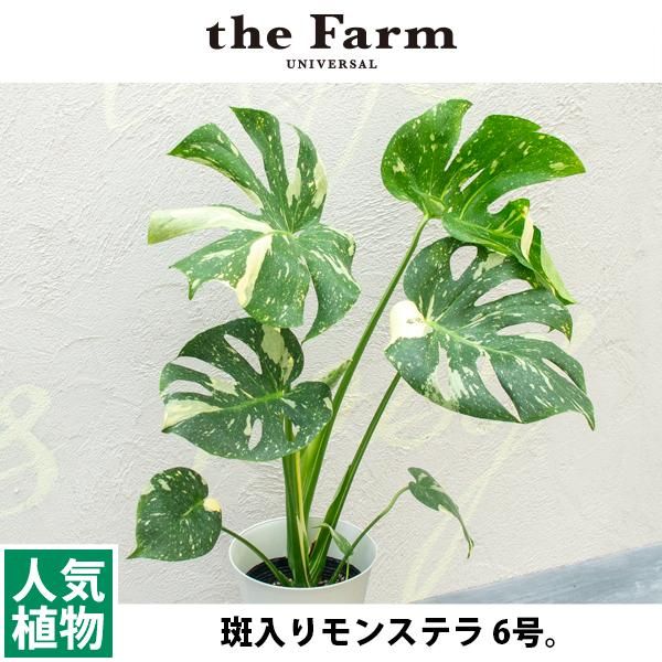 エレガント観葉 植物 モンステラ 花 言葉 最高の花の画像 エレガント観葉 植物 モンステラ 花 言葉 最高の花の画像