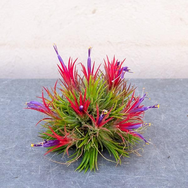 チランジア イオナンタ クランプ 観葉植物 多肉植物 塊根植物の通販 ネットショップ The Farm Universal Online Store チランジア イオナンタ クランプ 観葉植物 多肉植物 塊根植物の通販 ネットショップ The Farm Universal Online Store