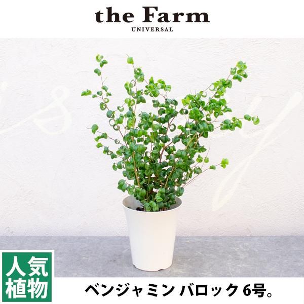 人気のベンジャミン バロックなどの観葉植物を通信販売 国内最大級のガーデンセンター The Farm Universal から人気の観葉植物 希少な塊根植物 珍しい多肉植物をお届けします