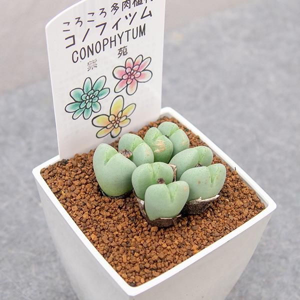 コノフィツム 紫苑の通信販売・ネットショップ｜観葉植物・多肉植物、塊根植物の通販・ネットショップの『the Farm UNIVERSAL ONLINE  STORE』