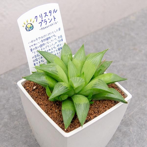 ハオルチア グリーン寿の通信販売 ネットショップ 観葉植物 多肉植物 塊根植物の通販 ネットショップの The Farm Universal Online Store