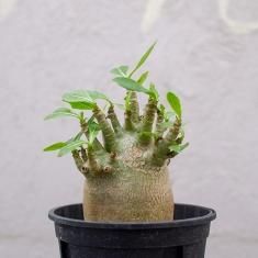 珍奇植物 / ビザールプランツの通信販売・ネットショップ｜観葉植物・多肉植物、塊根植物の通販・ネットショップの『the Farm UNIVERSAL  ONLINE STORE』