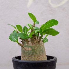 珍奇植物 / ビザールプランツの通信販売・ネットショップ｜観葉植物・多肉植物、塊根植物の通販・ネットショップの『the Farm UNIVERSAL  ONLINE STORE』